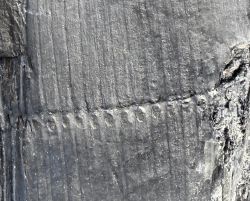 Calamites cistii